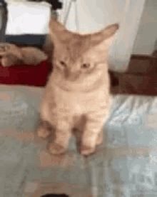 a cat is standing on its hind legs on a bed looking at the camera .