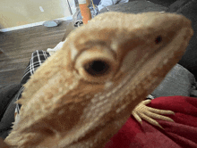 a close up of a lizard 's face with a red spot on it