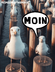 seagulls standing on wooden posts with a moin speech bubble