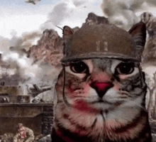 a cat wearing a military helmet is looking at the camera in front of a battle scene