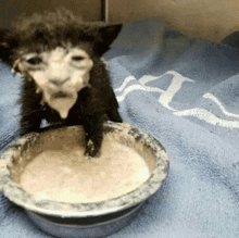 a kitten is drinking milk from a bowl on a blue towel .