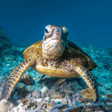 a sea turtle is swimming in the ocean and is looking at the camera