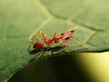 a close up of a red ant sitting on top of a green leaf .