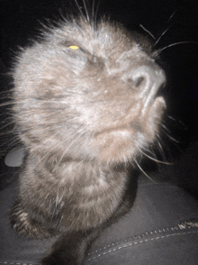 a close up of a cat 's face with a black background