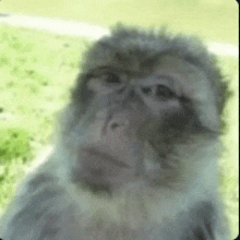 a monkey is looking at the camera with a serious look on its face