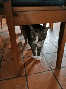 a cat is standing under a wooden chair