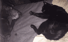 a dog and a cat are laying on a bed together