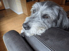 a close up of a dog sitting on a leather couch