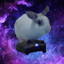 Oreo Rabbit Meme