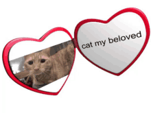 a cat is reflected in a heart shaped mirror with the words cat my beloved