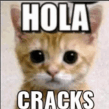 a kitten with the words `` hola cracks '' written on its face .