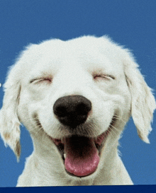 a white dog is smiling with its eyes closed and its tongue hanging out