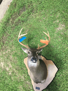 a deer 's head is mounted on a plaque in the grass