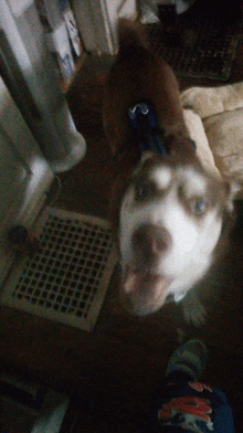 a husky dog looking up at the camera with a blue collar