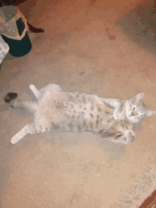 a cat laying on its back on a rug