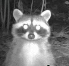 a black and white photo of a raccoon with bright eyes looking at the camera .