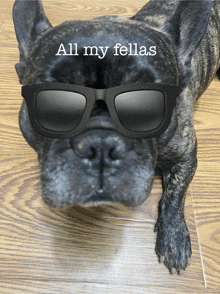 a dog wearing sunglasses with the words all my fellas written on it