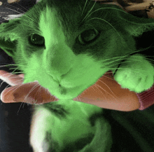 a person is holding a green cat with green eyes