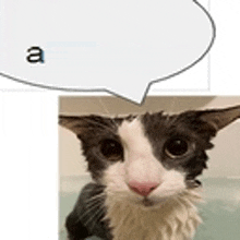 a black and white cat with a speech bubble above it