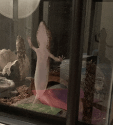 a lizard is standing in a glass cage with its arms outstretched and a pink tail