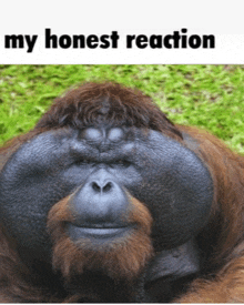 a picture of an orangutan with a beard and the words my honest reaction