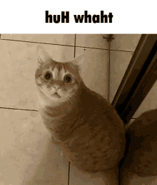 a cat is sitting on a tiled floor under a sign that says " huh whaht "