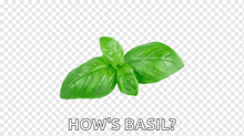 a basil leaf on a transparent background with the words how 's basil