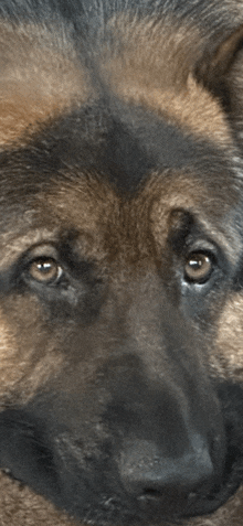 a close up of a german shepherd 's face