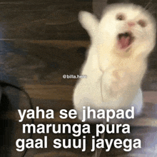 a white cat is sitting on a wooden floor with its mouth open