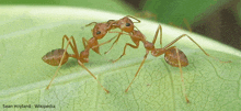 two ants are kissing on a green leaf by sean hoyland - wikipedia