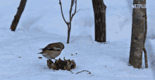 two birds are flying over a pile of pine cones in the snow with a netflix logo in the corner