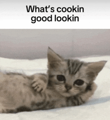 a kitten is laying on a bed with the words what 's cookin good lookin above it