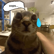 a cat with a speech bubble that says " oops "