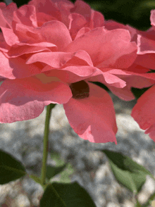 a close up of a pink flower with a green stem and leaves