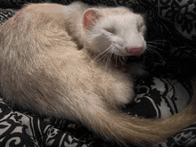 a white ferret laying on a black and white blanket with its eyes closed