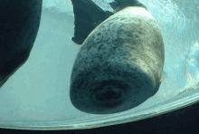 a seal is swimming in a tank of water with a large rock in its mouth .