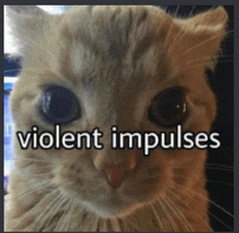 a cat with the words violent impulses written on it