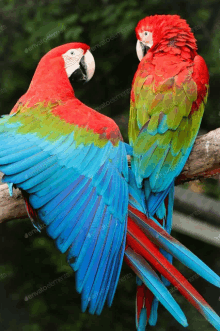 two colorful parrots are perched on a tree branch