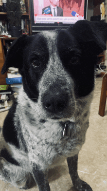 a black and white dog looking at the camera in front of a tv screen that says ' noticias ' on it