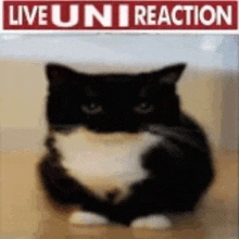 a black and white cat is sitting on the floor in front of a sign that says `` live uni reaction '' .