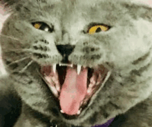 a close up of a gray cat with its mouth open and its tongue out .