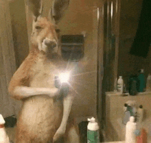 a kangaroo is taking a selfie in front of a mirror