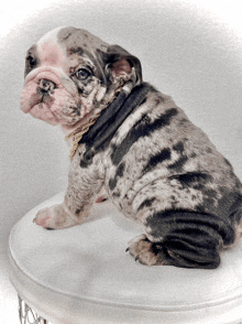 a bulldog puppy wearing a gold chain around its neck sits on a white stool