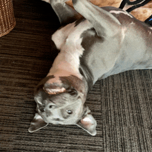 a gray and white dog laying on its back on the floor