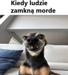 a dog sitting on a couch with the words kiedy ludzie zamkna morde written above it