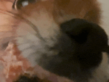 a close up of a dog 's face with its mouth open