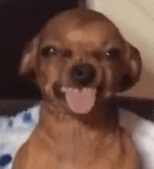 a small brown dog is sticking its tongue out while sitting on a bed .