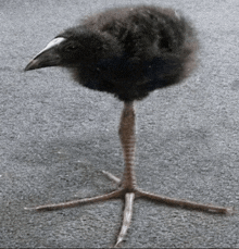 a small black bird with a white beak is standing on a long leg