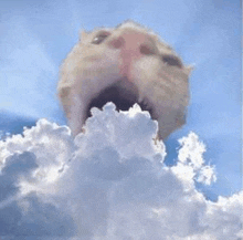 a cat is standing in the clouds with its mouth open and looking up at the sky .