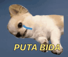 a picture of a puppy with a tear coming out of its eye and the words " puta bida " below it